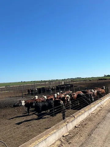 feedlot: land on which livestock are fattened for market