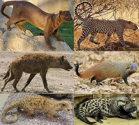 feliform: resembling a cat; applied to member of the Feliformia, a suborder within the order Carnivora...