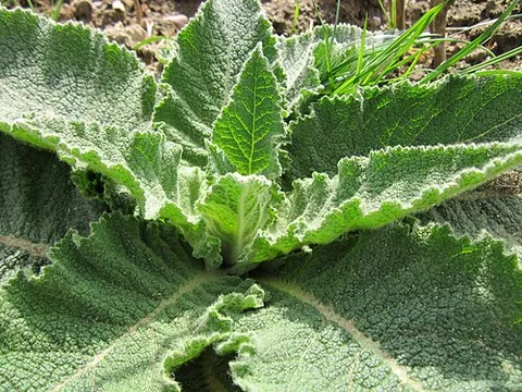 feltwort: mullein (Verbascum gen. et spp.)
