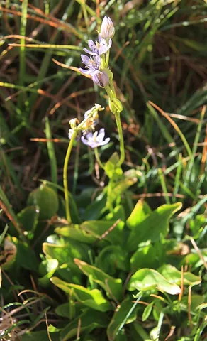 felwort: a European herb, Swertia perennis (star swertia), of the gentian family