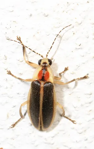 femme fatale firefly: any of several fireflies, of the genus Photuris, that mimic the mating flashes of other species of...