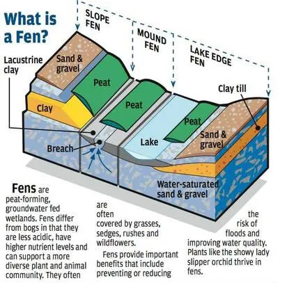 fen: a type of wetland fed by ground water and runoff, containing peat below the waterline,...