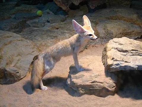 fennec: a small fox of the species Vulpes zerda, found in the Sahara (excluding the coast) and having...