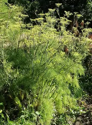fennel: a plant, Foeniculum vulgare, of the parsley family, which has a sweet, anise-like flavor