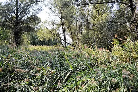 fenny: characteristic of or resembling a fen (“characteristically alkaline wetland containing peat below...