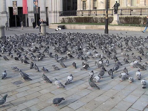 feral pigeon: a variety of rock pigeon, Columba livia domestica, that has reverted to the wild and adapted itself...