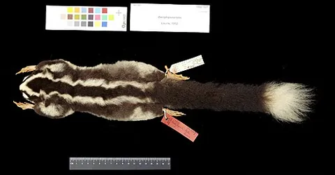 fergusson island striped possum: dactylopsila tatei, a species of striped possum