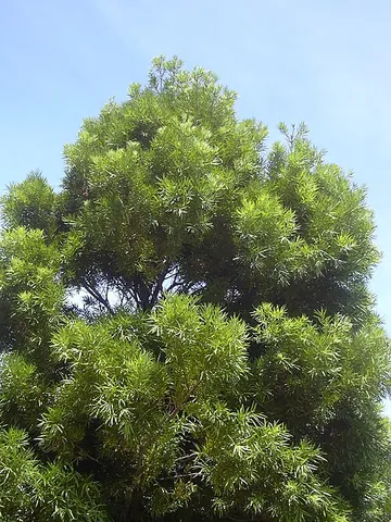 fern pine: an evergreen tree or shrub native to Africa, with long and narrow leaves, Afrocarpus gracilior...