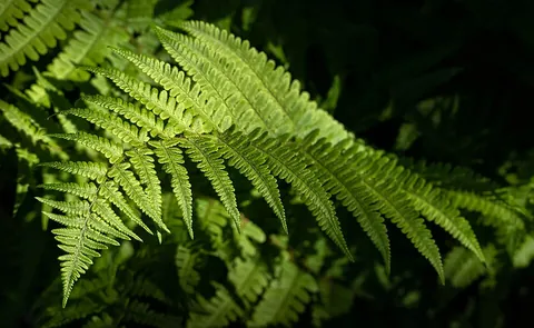 fern: any of a group of some twenty thousand species of vascular plants classified in the division...