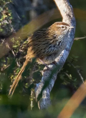fernbird: megalurus punctatus, an insectivorous bird native to New Zealand