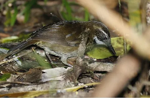 fernwren: a bird of the species Oreoscopus gutturalis, native to Queensland, Australia