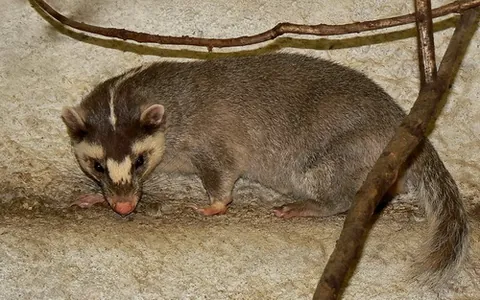 ferret-badger: any of the small mustelid omnivores of the genus Melogale, of southern and eastern Asia, having a...