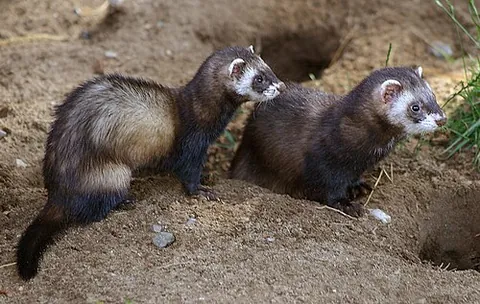 ferret: an often domesticated mammal (Mustela putorius furo) rather like a weasel, descended from the...