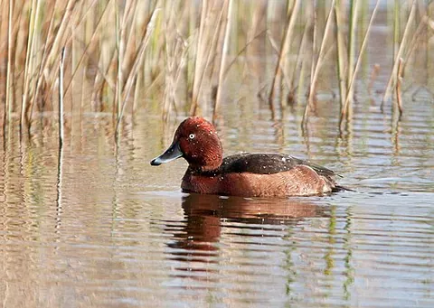 ferruginous duck: aythya nyroca, a medium-sized diving duck from Eurasia