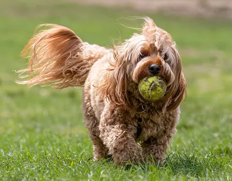 fetch: to retrieve; to bear towards; to go and get