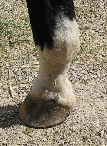 fetlock: a joint of the horse's leg below the knee or hock and above the hoof