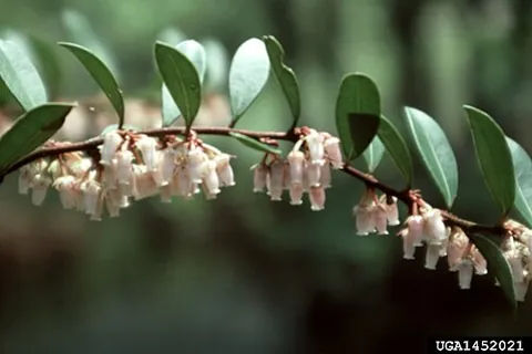 fetterbush: leucothoe spp., especially
