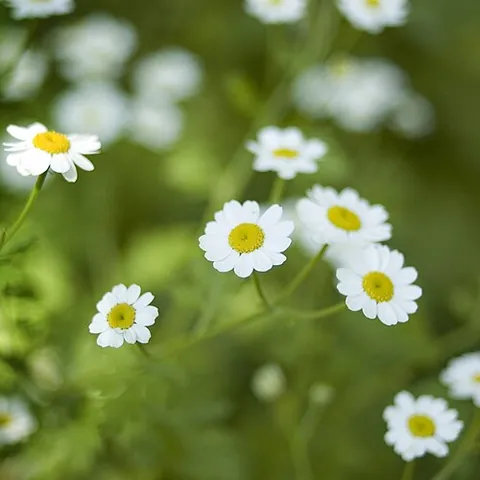 feverfew: a European aromatic perennial herb, Tanacetum parthenium (or Chrysanthemum parthenium or Pyrethrum...