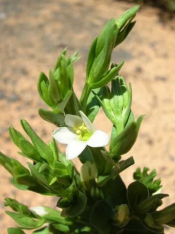 feverwort: a plant of the genus Centaurium