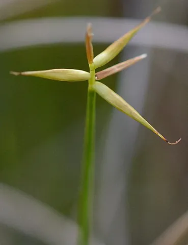 few-flowered sedge: a sedge species, Carex pauciflora