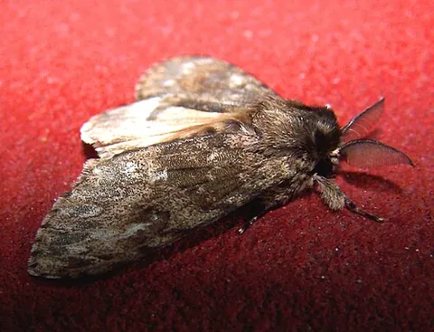 ficus tussock moth: lymantria serva, a species of Asian tussock moth