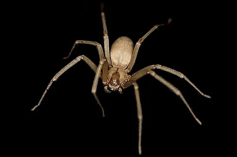 fiddleback: the brown recluse spider