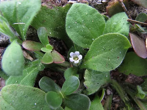 fiddleleaf: a plant of the Nama genus, especially Nama jamaicense