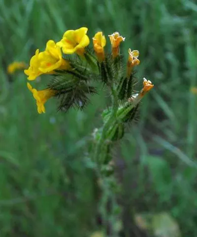 fiddleneck: any plant in the genus Amsinckia, with flowers in a coiled inflorescence that looks like the end of...
