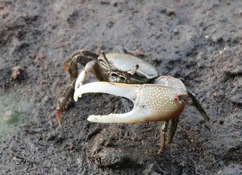fiddler crab: a genus of crab in which the male has one hugely enlarged claw (genus Uca)