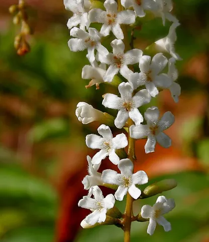 fiddlewood: the wood of several West Indian trees, mostly of the genus Citharexylum