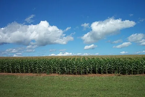 field corn: any variety of corn (maize) grown primarily for fodder or use as grain; usually, one with lower...