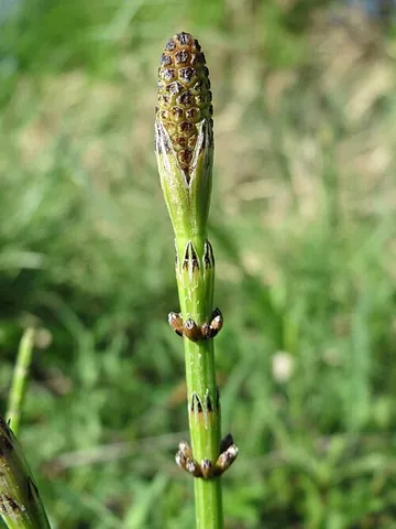 field horsetail: a plant in the taxonomic genus Equisetum (horsetails); Equisetum arvense
