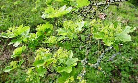 field maple: a maple tree of the species Acer campestre