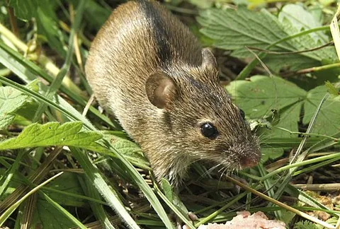 field mouse: a small vole such as the meadow vole