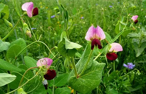field pea: any of certain varieties of Pisum sativum (formerly Lathyrus oleraceus)