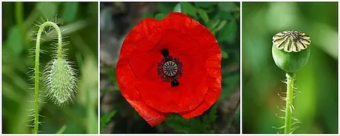 field poppy: the common poppy (Papaver rhoeas), native to western Eurasia and north Africa