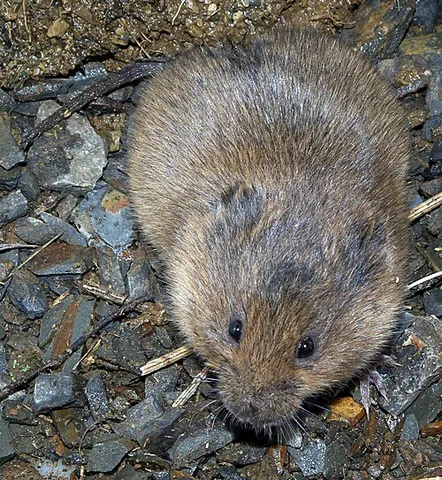 field vole: a vole of species Microtus agrestis, of cool-temperate western Eurasia