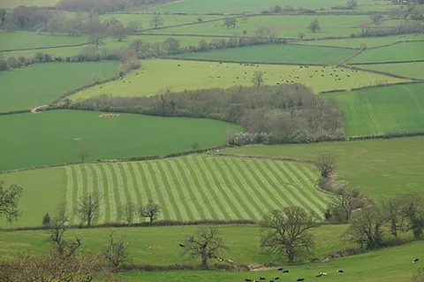 field: a land area free of woodland, cities, and towns; an area of open country