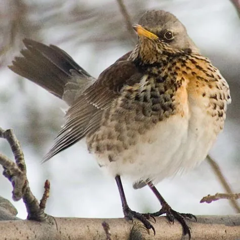 fieldfare: a large thrush, Turdus pilaris, a bird of Eurasia