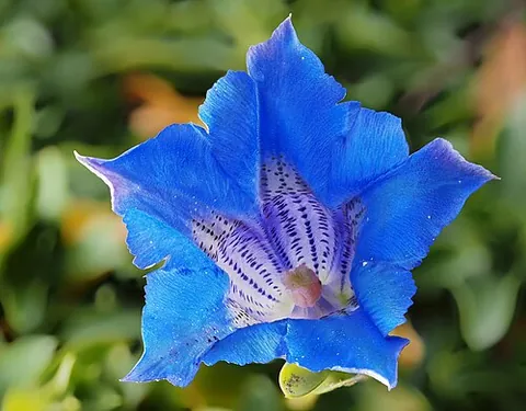fieldwort: gentian