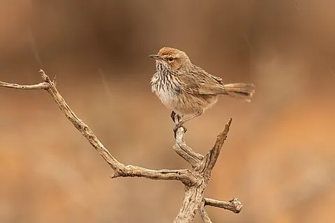 fieldwren: any of the birds in the genus Calamanthus, found in Australia