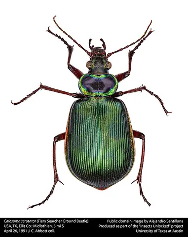 fiery searcher: calosoma scrutator, a common North American ground beetle which has an iridescent exoskeleton, with...