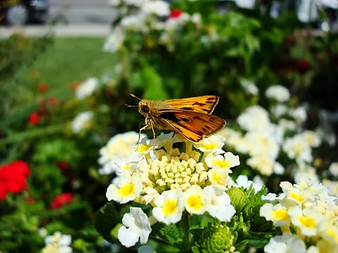 fiery skipper: hylephila phyleus, a hesperiid butterfly