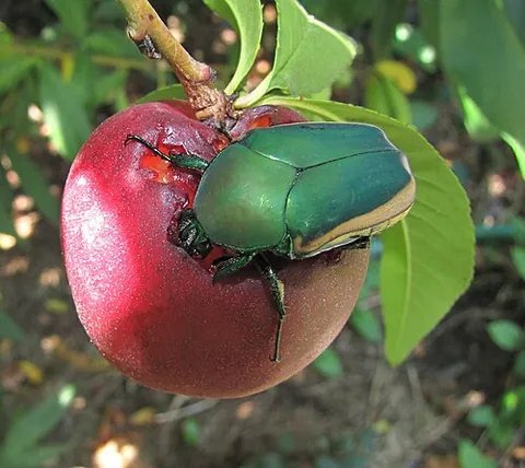 fig-eater: a large beetle (Cotinis nitida) which has elytra that are velvety green with pale borders, which...
