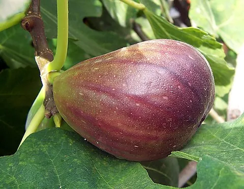 fig: the fruit of the fig tree, pear-shaped and containing many small seeds