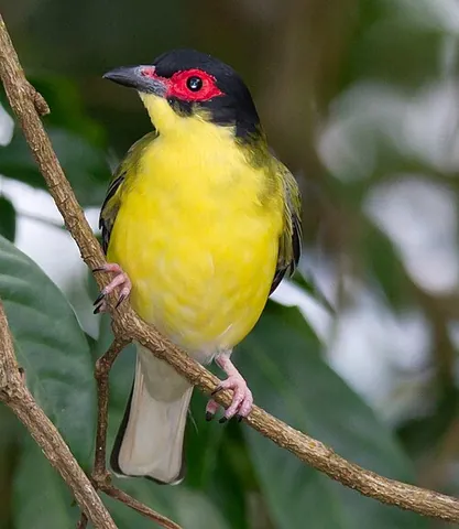 figbird: any of several frugivorous birds, of the genus Sphecotheres, from Australia