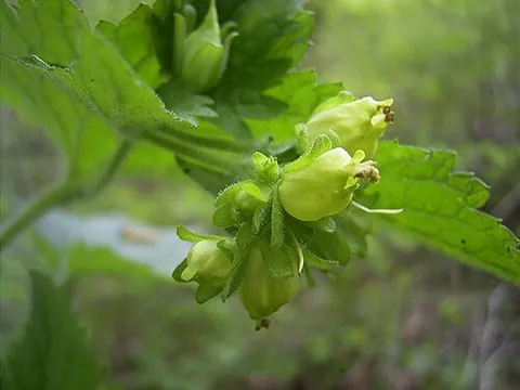 figwort: any of various woodland herbs and shrubs of the genus Scrophularia