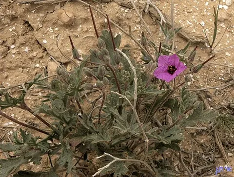 filaree: any plant of the species Erodium