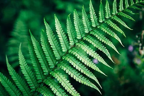 filicology: the botanical study of ferns