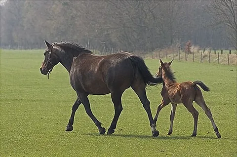 filly: a young female horse